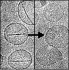 Balloon-like structures.