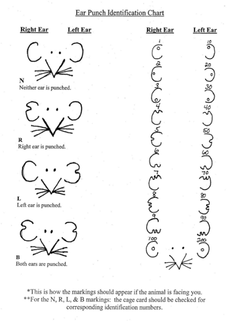 ear punching charts for animal research.