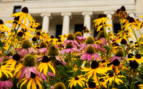 Flowers in front of Abbott Hall.