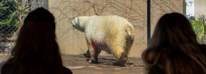 Dr. Stephanie Poindexter, a professor in the Department of Anthropology who specialized in primatology, takes a class to the Buffalo Zoo in April 2022. They task was to monitor and record animal movements using various methods. Photographer: Meredith Forrest Kulwicki.