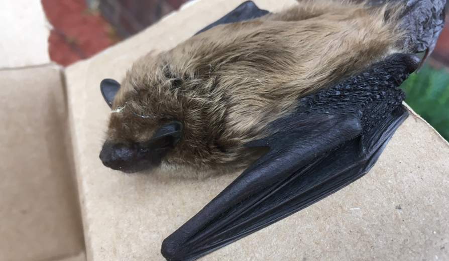 2 The Outdoors: Helping bats in the Southern Tier - Department of ...