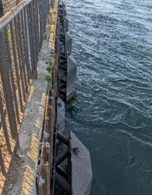 Ten baffles were installed along the seawall at Buffalo’s Freedom Park, slowing the Niagara River’s velocity to allow emerald shiners to swim more easily upstream to Lake Erie. 