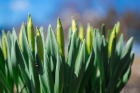 Soon, daffodils will spring up, creating a colorful patchwork across campus.