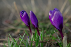 Purple crocuses are just about ready to open up, signaling that warmer weather is on the way. 