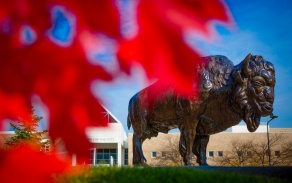 Bronze Buffalo behind red leaves.
