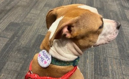 Niagara County SPCA dog, Miso, wearing an adopt me pin looking at attendees during UB Business Day 2024. 