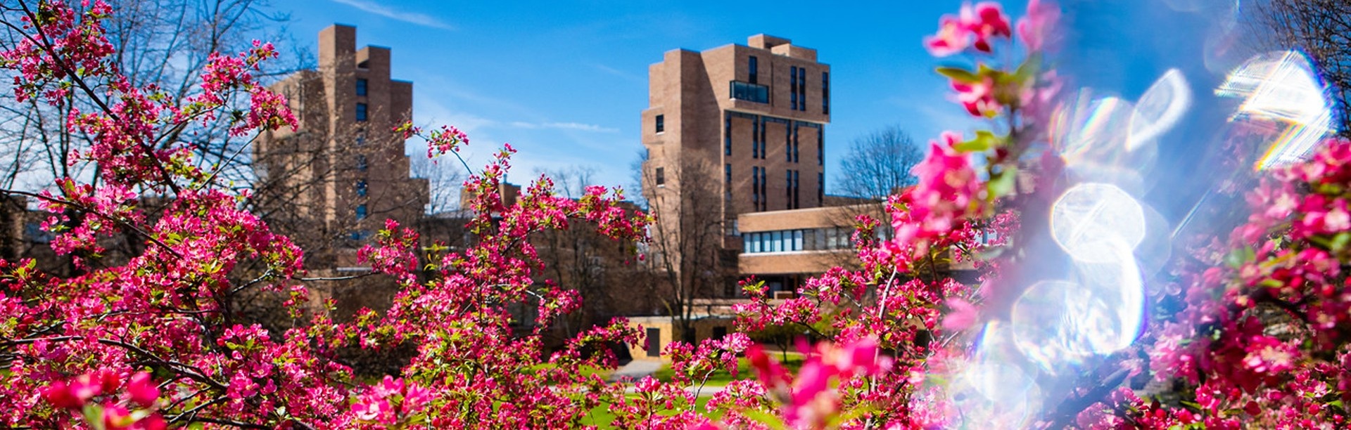 A sunny view of the Ellicott Complex with spring flowers in bloom. 