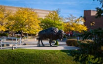 Bronze buffalo statue on UB's north campus. 