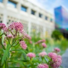 Flowers in Grace Plaza. 