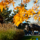 Fall foliage frames a bull statue. 