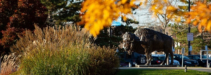 Fall image of UB Bull. 