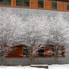 Image of trees covered in snow. 