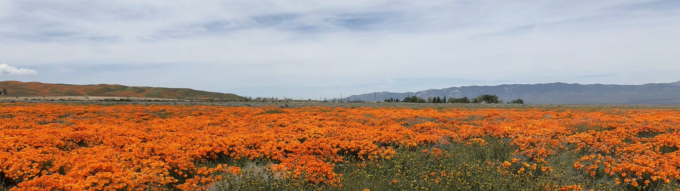 blue sky, large field with green and orange colored flowers.