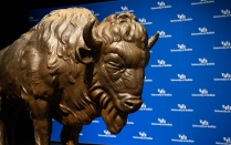 Bronze Buffalo statue. 