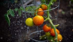 Tomatoes growing in community garden | Credit: Meredith Forrest Kulwicki | University at Buffalo.