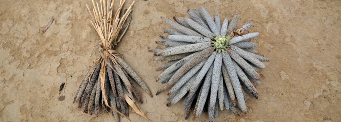 NP Ghana 43 copy, CIAT, Neil Palmer, 2010, Modified.