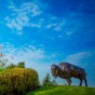 North Campus Fall Exteriors with the Bronze Buffalo Outside the Center for the Arts, CFA Photographer: Douglas Levere. 