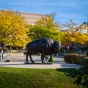 The bronze bison near the Center for the Arts. 