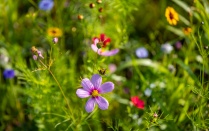 Flowers in a grassy field. 