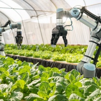 Smart farming agricultural technology Robotic arm harvesting hydroponic lettuce in a greenhouse. 