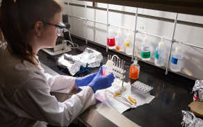 A student in full lab gear (gloves, lab coat and goggles) distributes a liquid specimen into one of several small tubes in the OSIBL.