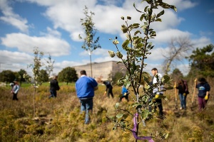 Volunteers work off their big meal by planting the live apple trees that were on display during the dinner. That's Crofts Hall in the background.
