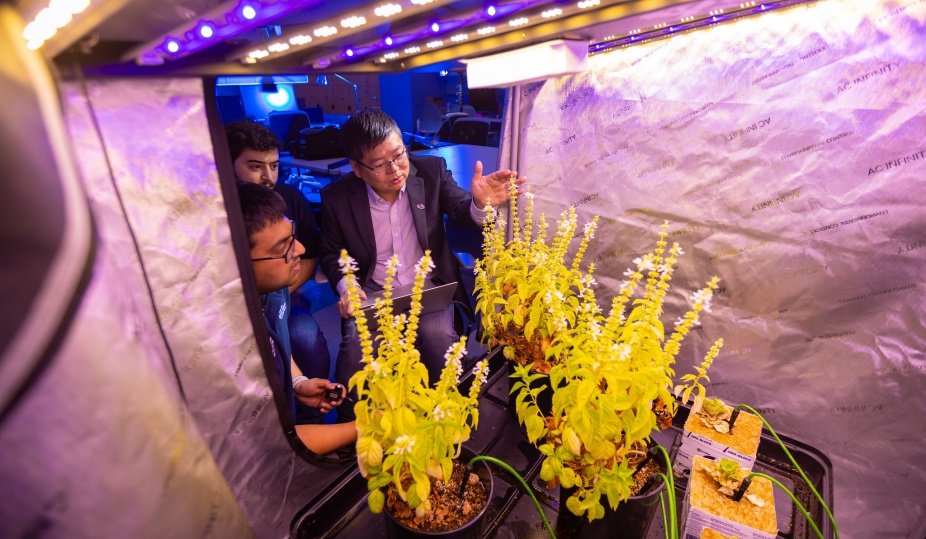 Researchers look into a greenhouse space in Davis Hall. This greenhouse is part of their work advancing the use of AI in indoor farming. 