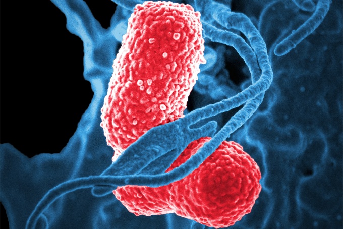 A digitally colorized scanning electron microscopic image of a human white blood cell, known specifically as a neutrophil, interacting with two multidrug-resistant Klebsiella pneumoniae bacteria. 